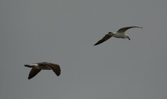 Larus dominicanus vetula
