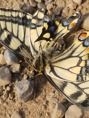 Papilio machaon aliaska