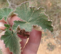 Pelargonium cordifolium