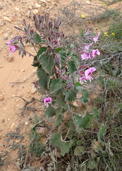 Pelargonium cordifolium
