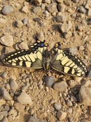Papilio machaon aliaska