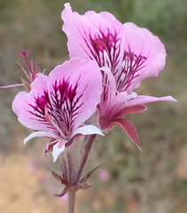 Pelargonium cordifolium