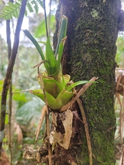Vriesea