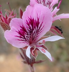 Pelargonium cordifolium