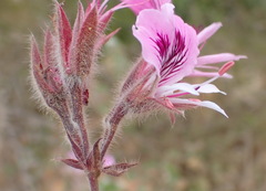 Pelargonium cordifolium