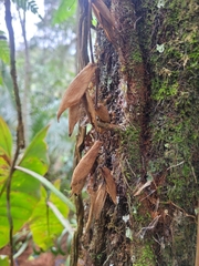 Vriesea