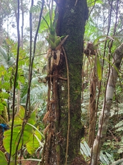 Vriesea