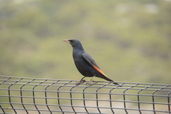 Onychognathus morio morio