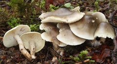 Tricholoma saponaceum