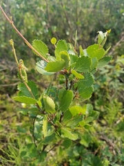 Betula glandulosa