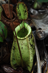 Nepenthes × hookeriana