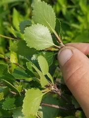 Betula glandulosa