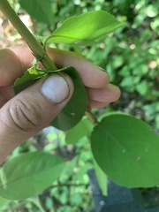 Lonicera fragrantissima