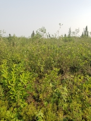 Betula glandulosa