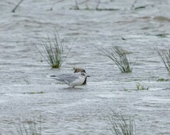 Hydrocoloeus minutus