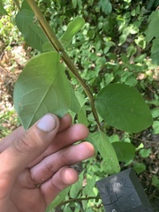 Lonicera fragrantissima