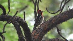 Sphyrapicus ruber × nuchalis