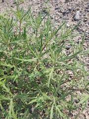 Artemisia tilesii