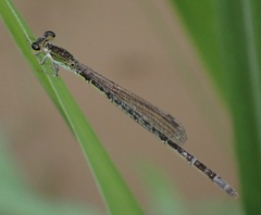 Agriocnemis
