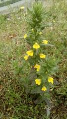 Bellardia viscosa