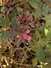 Weigela florida