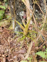 Tillandsioideae