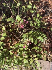Weigela florida