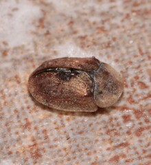 Hypocassida subferruginea