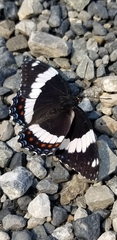 Limenitis arthemis rubrofasciata