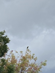Amazona viridigenalis