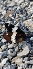 Limenitis arthemis rubrofasciata