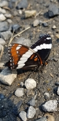 Limenitis arthemis rubrofasciata