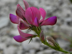 Onobrychis montana