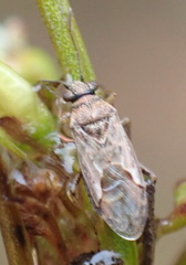 Nysius