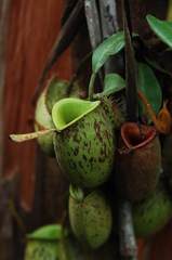 Nepenthes ampullaria