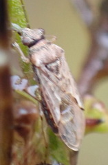 Nysius