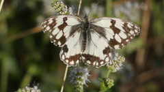 Melanargia lachesis