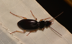 Patrobus longicornis