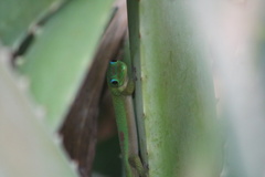 Phelsuma laticauda