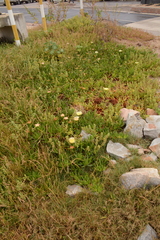 Carpobrotus edulis edulis