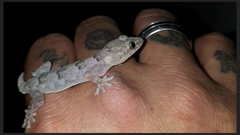 Hemidactylus mabouia