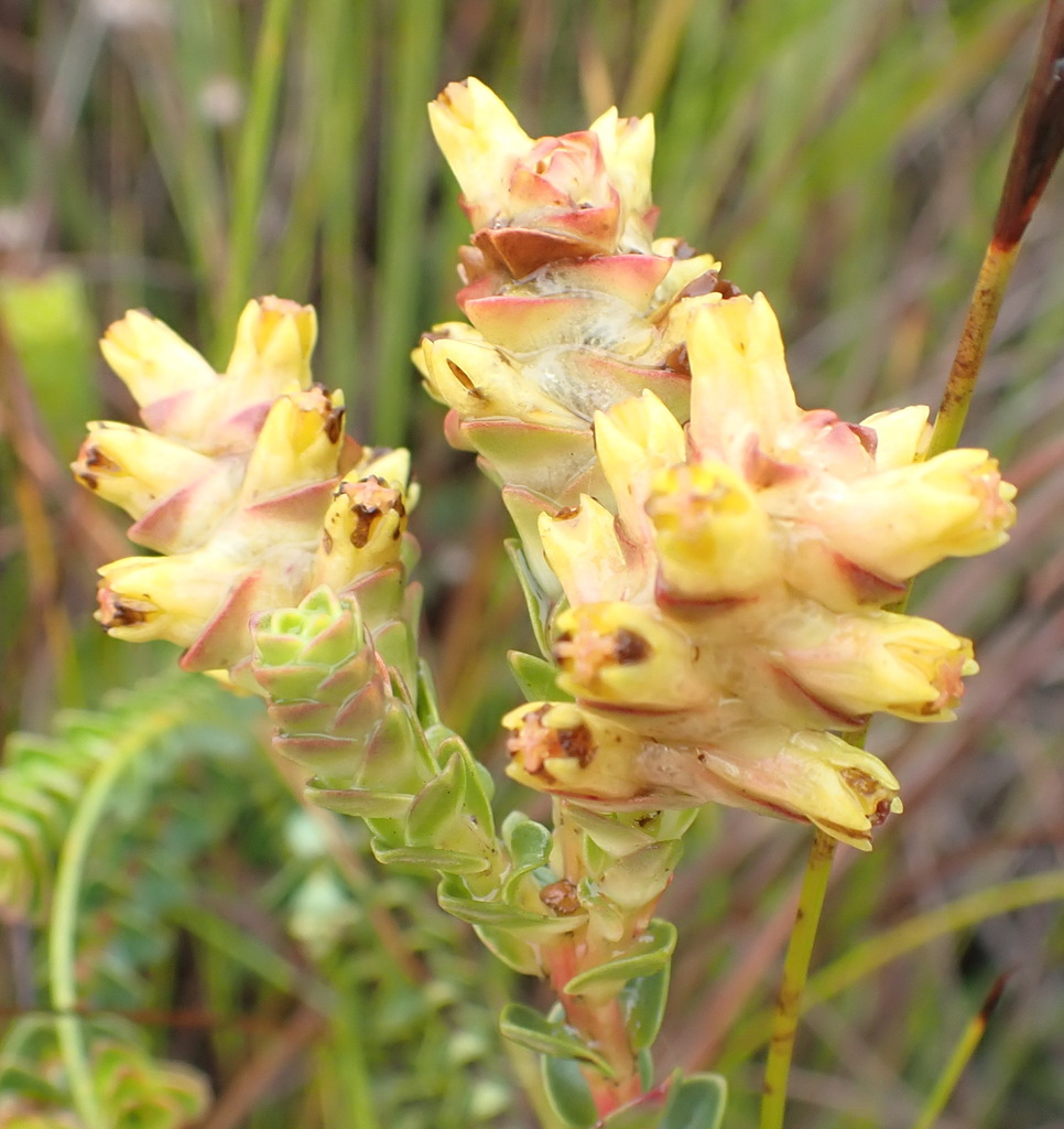 Penaea cneorum (Penaea cneorum)