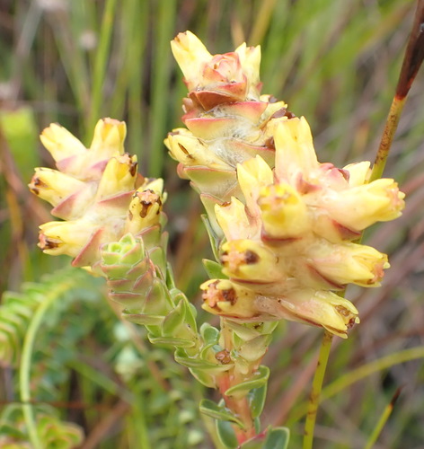 Penaea cneorum (Penaea cneorum)