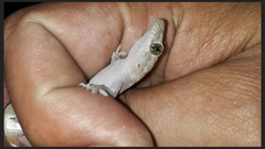 Hemidactylus mabouia