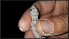 Hemidactylus mabouia