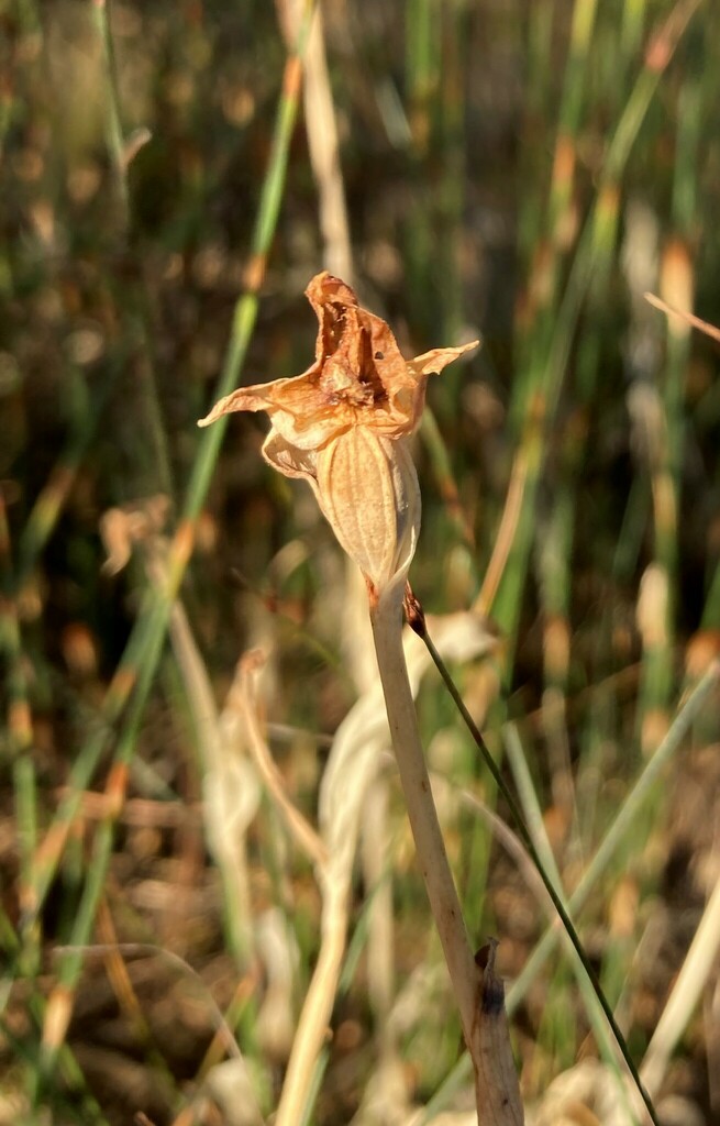 Disperis cucullata