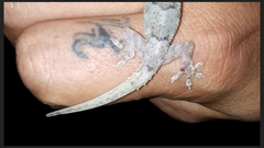 Hemidactylus mabouia