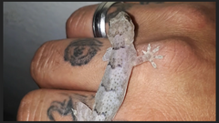 Hemidactylus mabouia