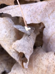 Operophtera bruceata
