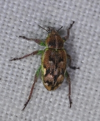 Coniatus repandus